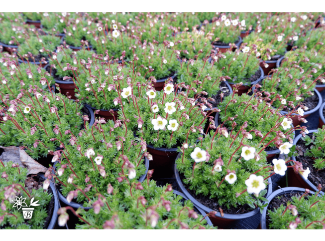 Saxifraga × arendsii   'Buttercream'